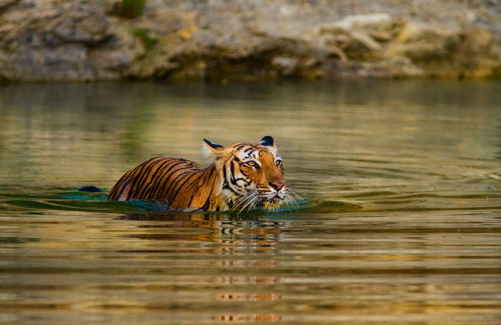 RANTHAMBORE NATIONAL PARK
