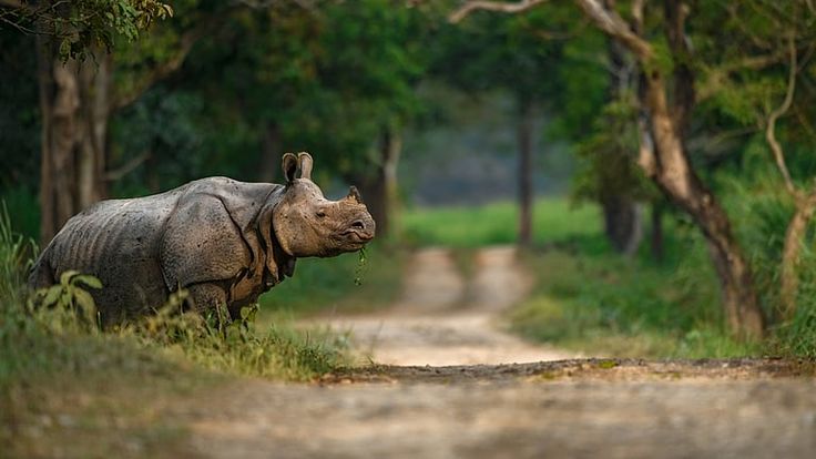 KAZIRANGA NATIONAL PARK 